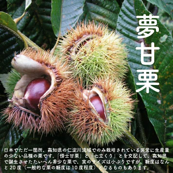 ＜佐川のフルーツ・野菜 定期便（全５回）＞　いちご 苺 冷凍ブルーベリー フルーツトマト 梨