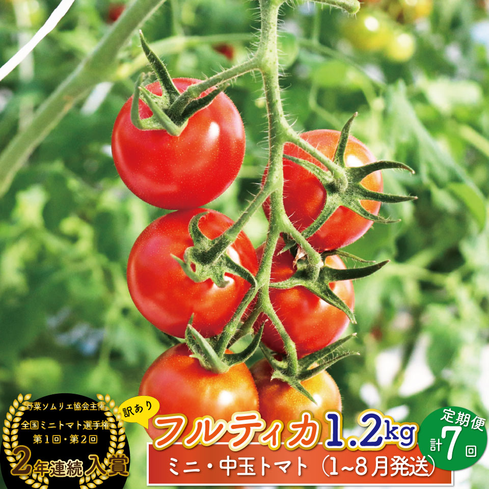 【2027年1月頃〜8月頃発送】＜約1.2kg×7回 定期便＞訳あり アイメック フルティカ トマト＞ましまファーム ミニトマト フルーツトマト  ワケあり 規格外＊予約受付中＊
