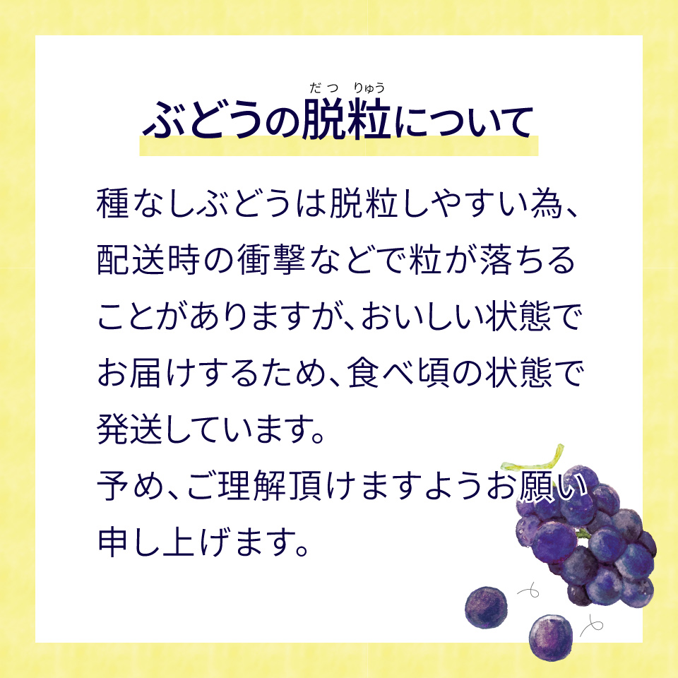 ＜藤稔 約1.2kg（1～2房）＞先行予約 ぶどう grape fruit 藤みのり フレッシュ 旬 果物 くだもの 高知県 佐川町産＜2025年8月上旬以降に発送＞