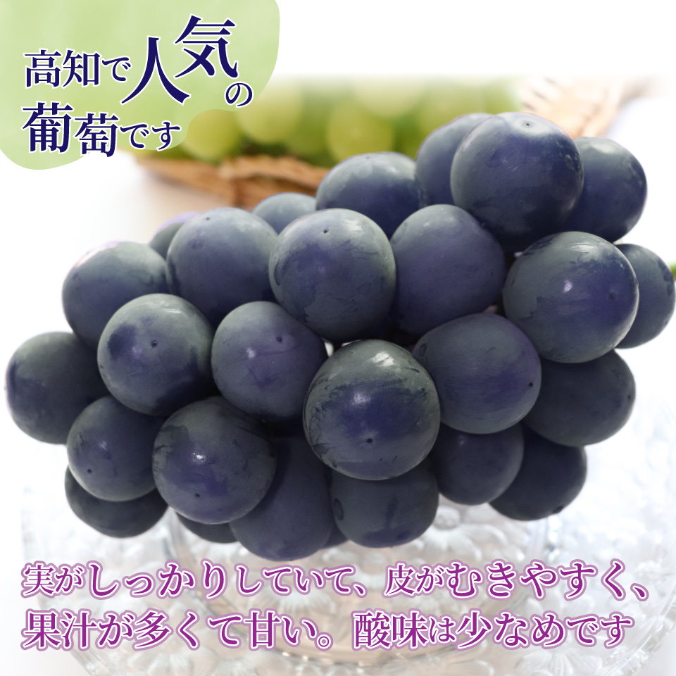 ＜藤稔 約1.2kg（1～2房）＞先行予約 ぶどう grape fruit 藤みのり フレッシュ 旬 果物 くだもの 高知県 佐川町産＜2025年8月上旬以降に発送＞