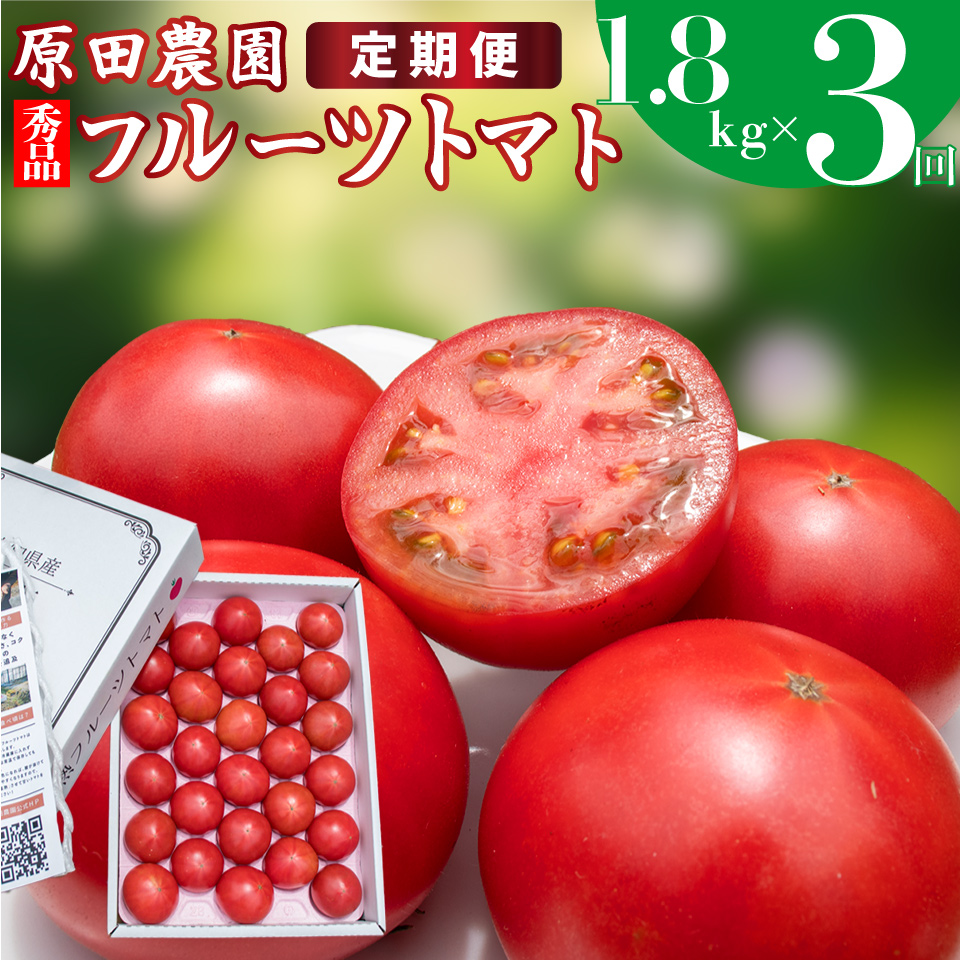 【3回定期便】フルーツトマト 原田農園 約1,800g 大箱（12月下旬～5月頃発送）＜2024年12月下旬頃より発送＞＜毎年12月上旬頃まで申込受付＞