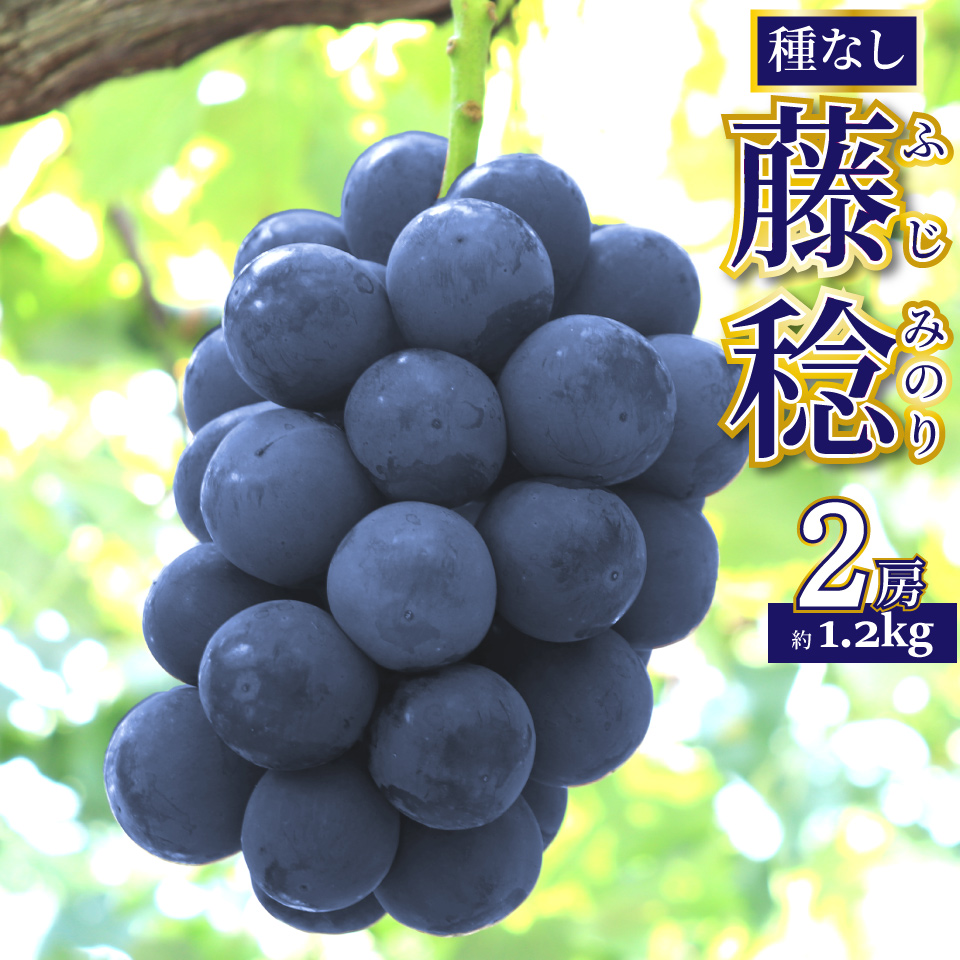 ＜藤稔 約1.2kg（1～2房）＞先行予約 ぶどう grape fruit 藤みのり フレッシュ 旬 果物 くだもの 高知県 佐川町産＜2025年8月上旬以降に発送＞