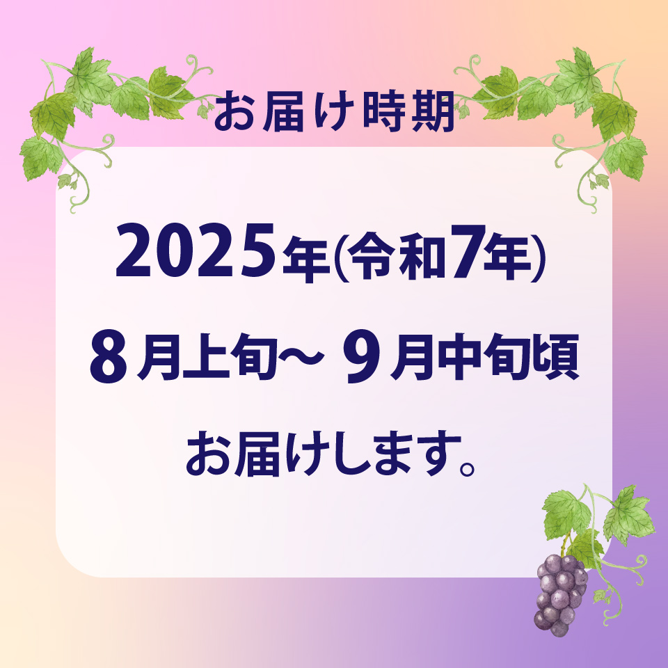 ＜藤稔 約1.2kg（1～2房）＞先行予約 ぶどう grape fruit 藤みのり フレッシュ 旬 果物 くだもの 高知県 佐川町産＜2025年8月上旬以降に発送＞