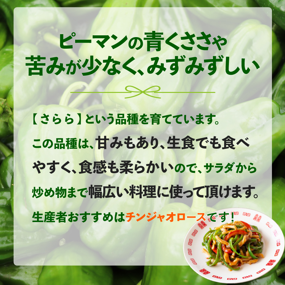 ＜ピーマン＞1kg さらら 高知 野菜 夏 苦みが少ない 佐川町産 ＜2025年5月下旬以降発送＞