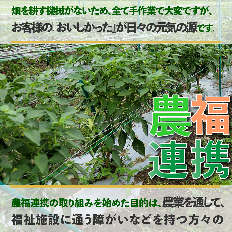 ＜ピーマン＞1kg さらら 高知 野菜 夏 苦みが少ない 佐川町産 ＜2025年5月下旬以降発送＞