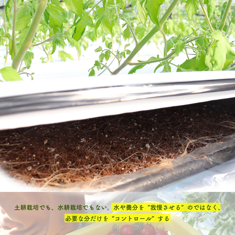 【2027年1月頃〜4月頃発送】＜約1.2kg×3回 定期便＞訳あり 規格外 フルティカ トマト ましまファーム ミニトマト フルーツトマト アイメック  ワケあり  *予約受付中*