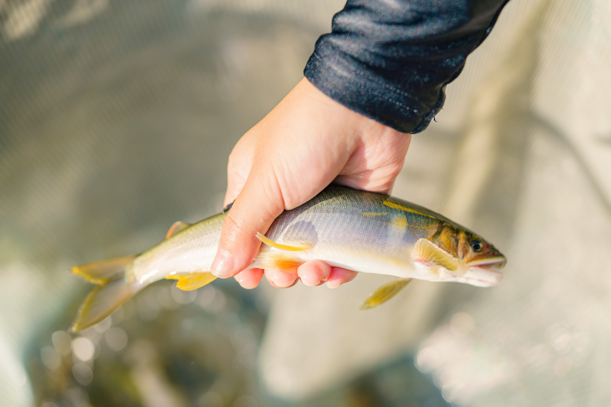 ã芪åã§é£ãäœéšã仿·å·ã§é®ã®åé£ãïŒã¬ã€ãä»ïŒå€§äººã»é«æ ¡ç以äžå1åïŒ