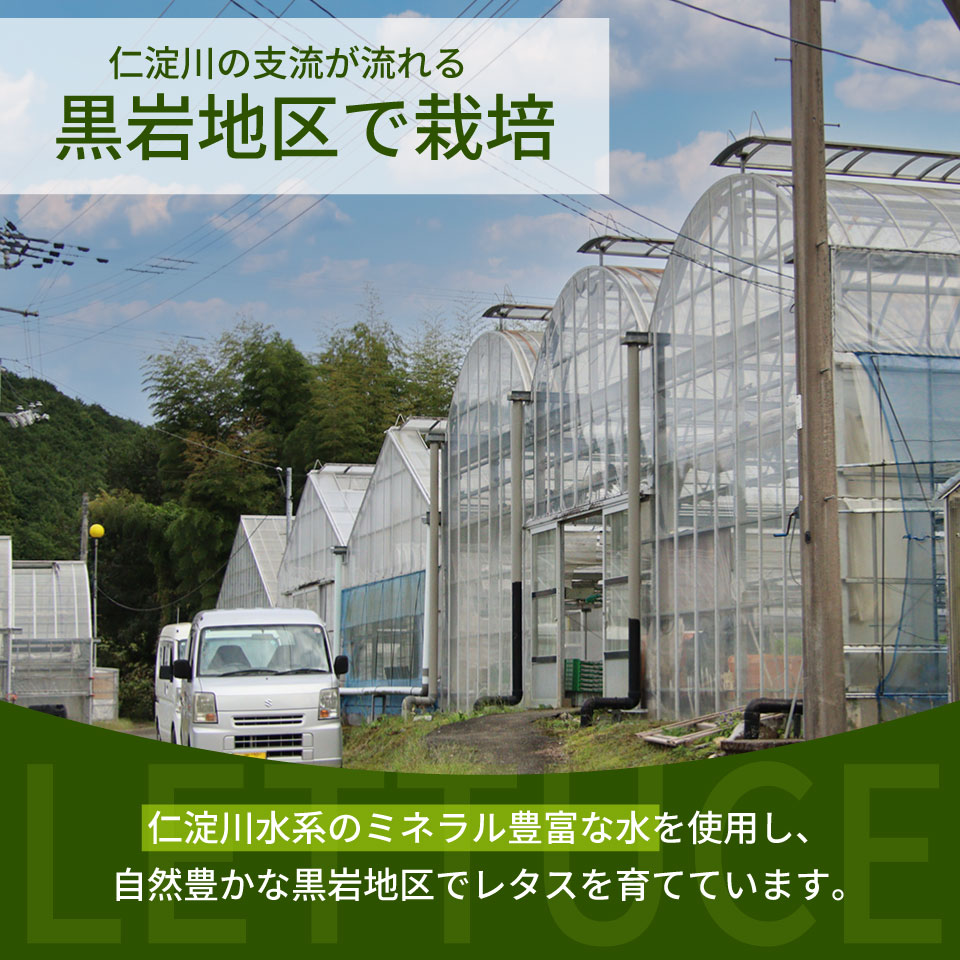 ＜佐川町産 リーフレタス 5袋＞水耕栽培 野菜 高知 新鮮 西村農園