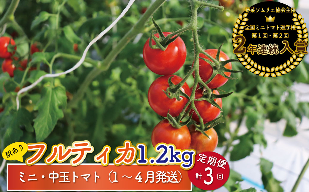 【1月〜4月頃発送】＜約1.2kg×3回 定期便＞訳あり 規格外 フルティカ トマト ましまファーム ミニトマト フルーツトマト アイメック  ワケあり