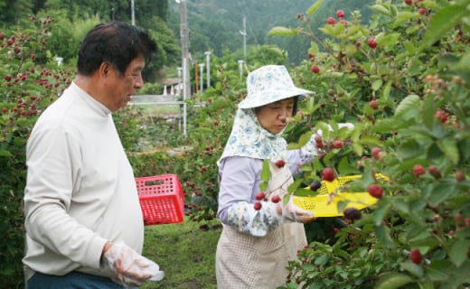 ＜冷凍ブラックベリー1.5kg＞ 高知県 佐川町 フローズン 加工向き