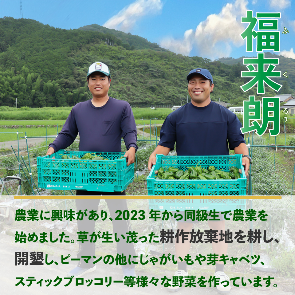 ＜ピーマン＞1kg さらら 高知 野菜 夏 苦みが少ない 佐川町産 ＜2025年5月下旬以降発送＞