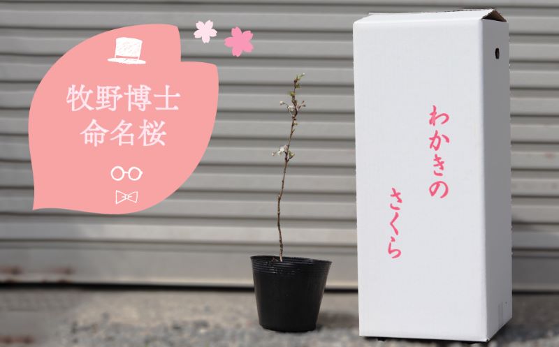 [2025年3〜4月ごろ発送分予約受付中]稚木の桜 ワカキノサクラ ミニ桜 苗木 牧野博士命名種 1鉢