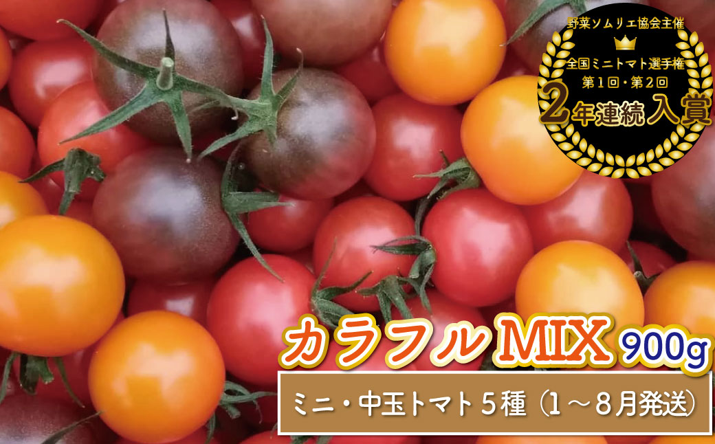 【1月〜8月頃発送】＜900kg＞カラフル トマト 5種MIX フルティカなど　ましまファーム ミニトマト フルーツトマト アイメック   ミックス フルティカ＆ミニ4種