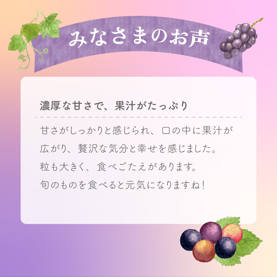 ＜藤稔 約1.2kg（1～2房）＞先行予約 ぶどう grape fruit 藤みのり フレッシュ 旬 果物 くだもの 高知県 佐川町産＜2025年8月上旬以降に発送＞