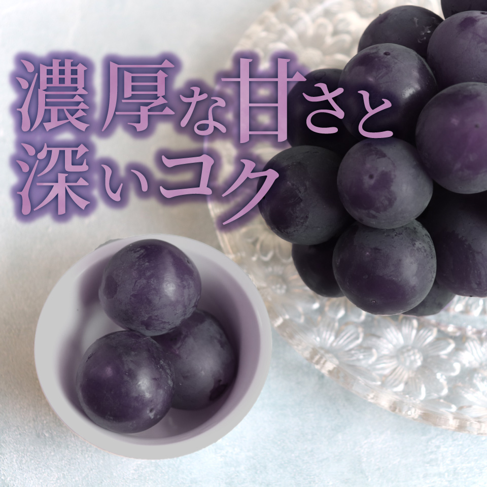 ＜藤稔 約1.2kg（1～2房）＞先行予約 ぶどう grape fruit 藤みのり フレッシュ 旬 果物 くだもの 高知県 佐川町産＜2025年8月上旬以降に発送＞