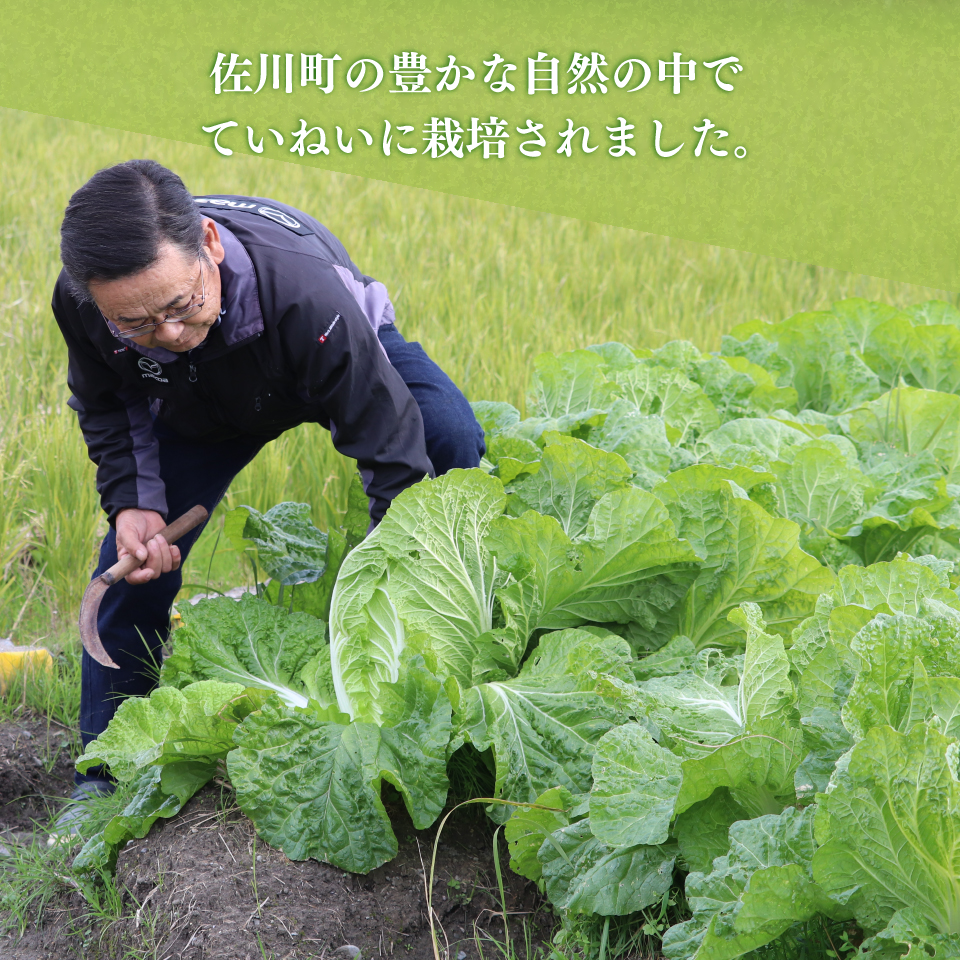 ＜佐川町産 白菜 2株（約6kg）＞ 無双 高知 新鮮 野菜 お鍋 シチュー ＜2025年12月中にお届け＞