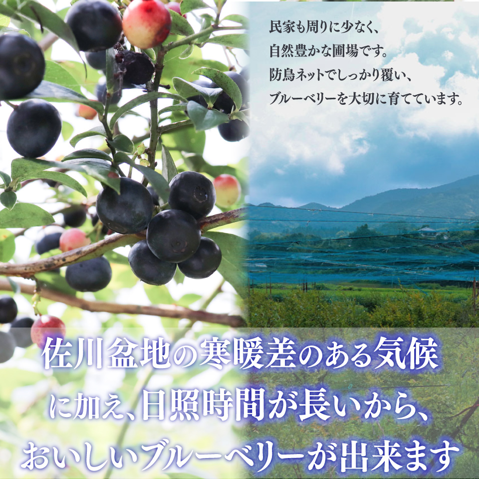 ブルーベリー（冷凍）計2.45kg　栽培中農薬不使用 佐川町産 自然栽培