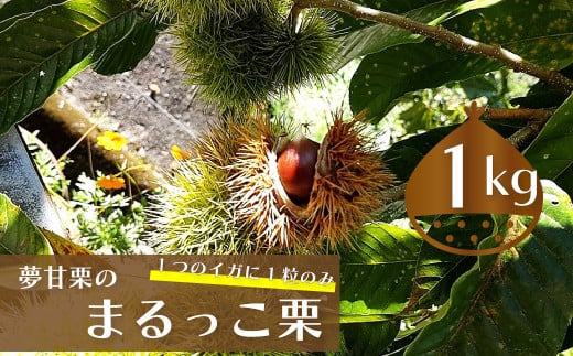 【ふるさと納税限定】夢甘栗 まるっこ栗 秀品 高級生栗 約1kg ＜2025年10月中旬以降発送予定＞