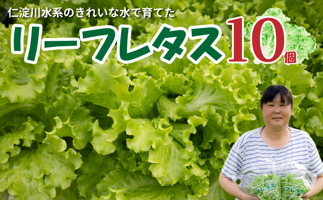 ＜佐川町産 リーフレタス 10袋＞水耕栽培 野菜 高知 新鮮 西村農園