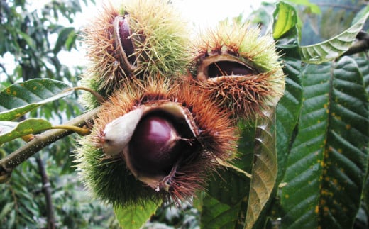 【250g×3袋】夢甘栗 焼き栗 切れ目が入っているから剥きやすい ホクホク甘い 地栗 ポン栗 無着色 無添加