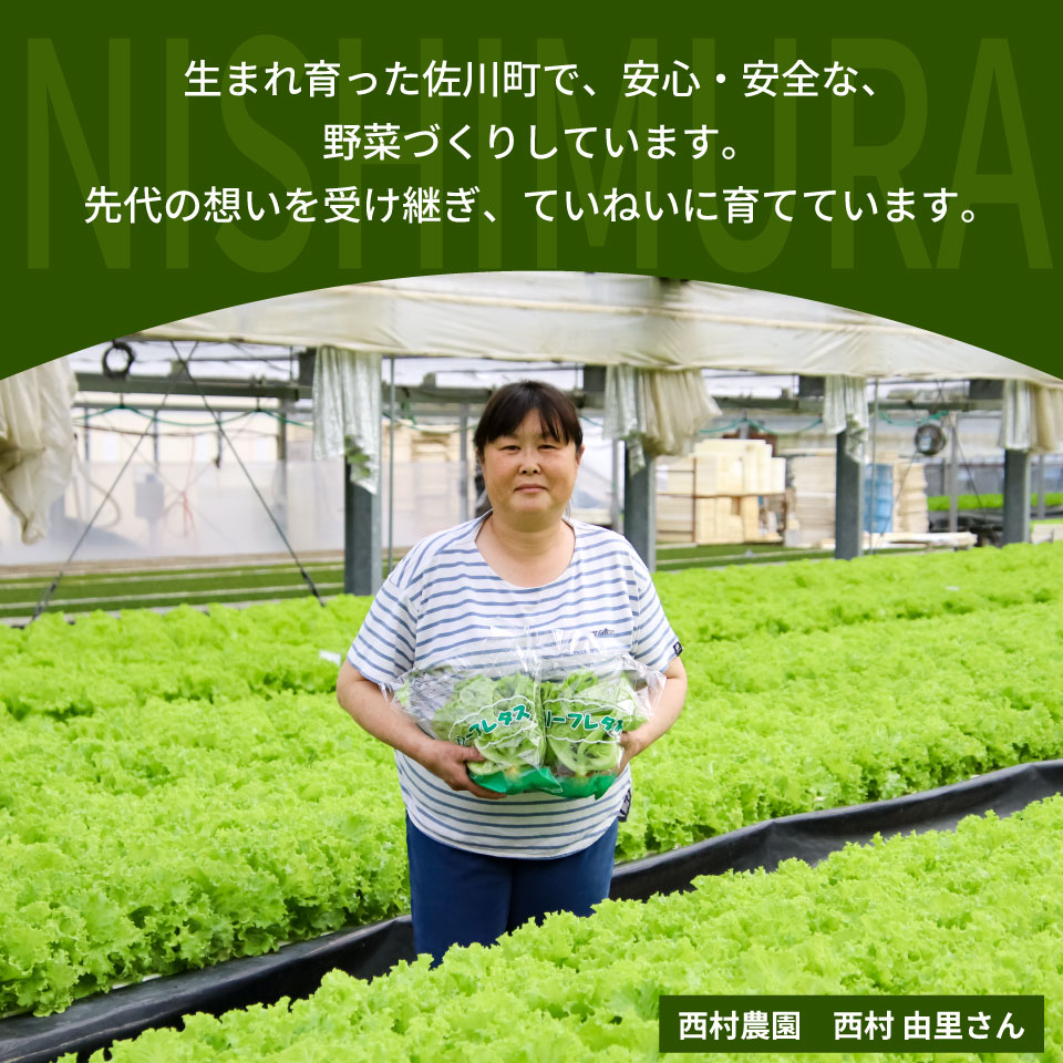 ＜佐川町産 リーフレタス 5袋＞水耕栽培 野菜 高知 新鮮 西村農園