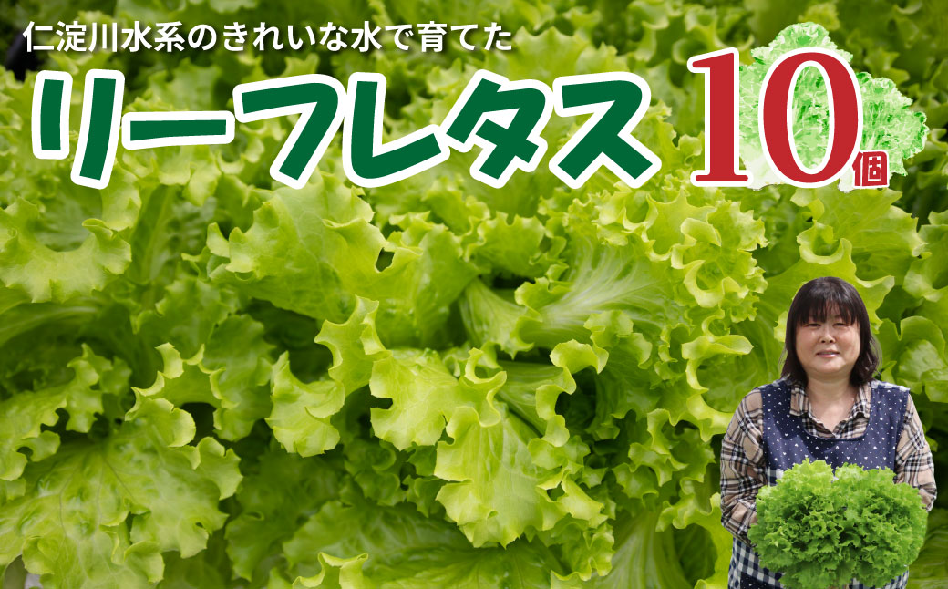 ＜佐川町産 リーフレタス 10袋＞水耕栽培 野菜 高知 新鮮 西村農園