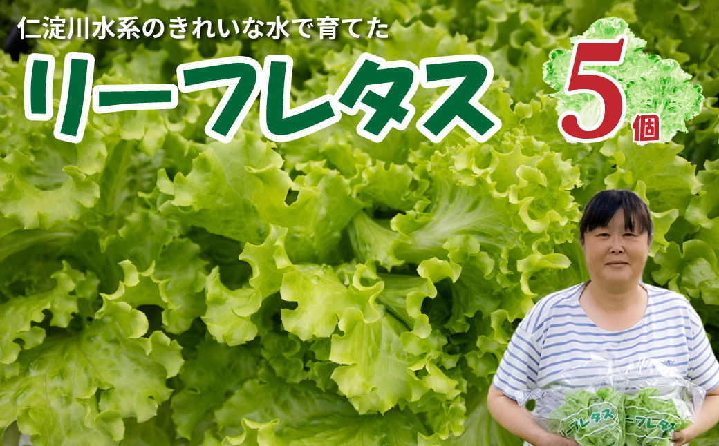 ＜佐川町産 リーフレタス 5袋＞水耕栽培 野菜 高知 新鮮 西村農園