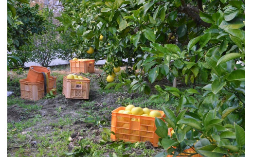 【先行予約受付中 2025年発送】森下さん家の(家庭用)土佐文旦(約5kg/8～12玉) 　フルーツ 果物 新鮮 柑橘