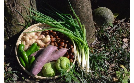 越知産市の季節の野菜セット(年6回発送) 奇数月