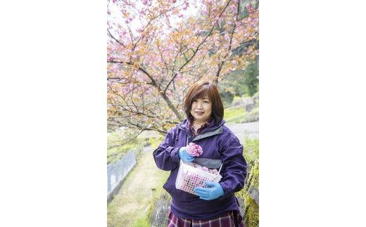 四万十川源流域の無農薬八重桜 [桜花爛漫 桜の花コンフィチュール ]無添加・無農薬の桜ジャム 無農薬栽培の手摘み桜と高知県産オーガニックレモン 食べるJAPAN美味アワード（2023年）地域のかがやき賞 受賞 製菓 高知県産 冷蔵便