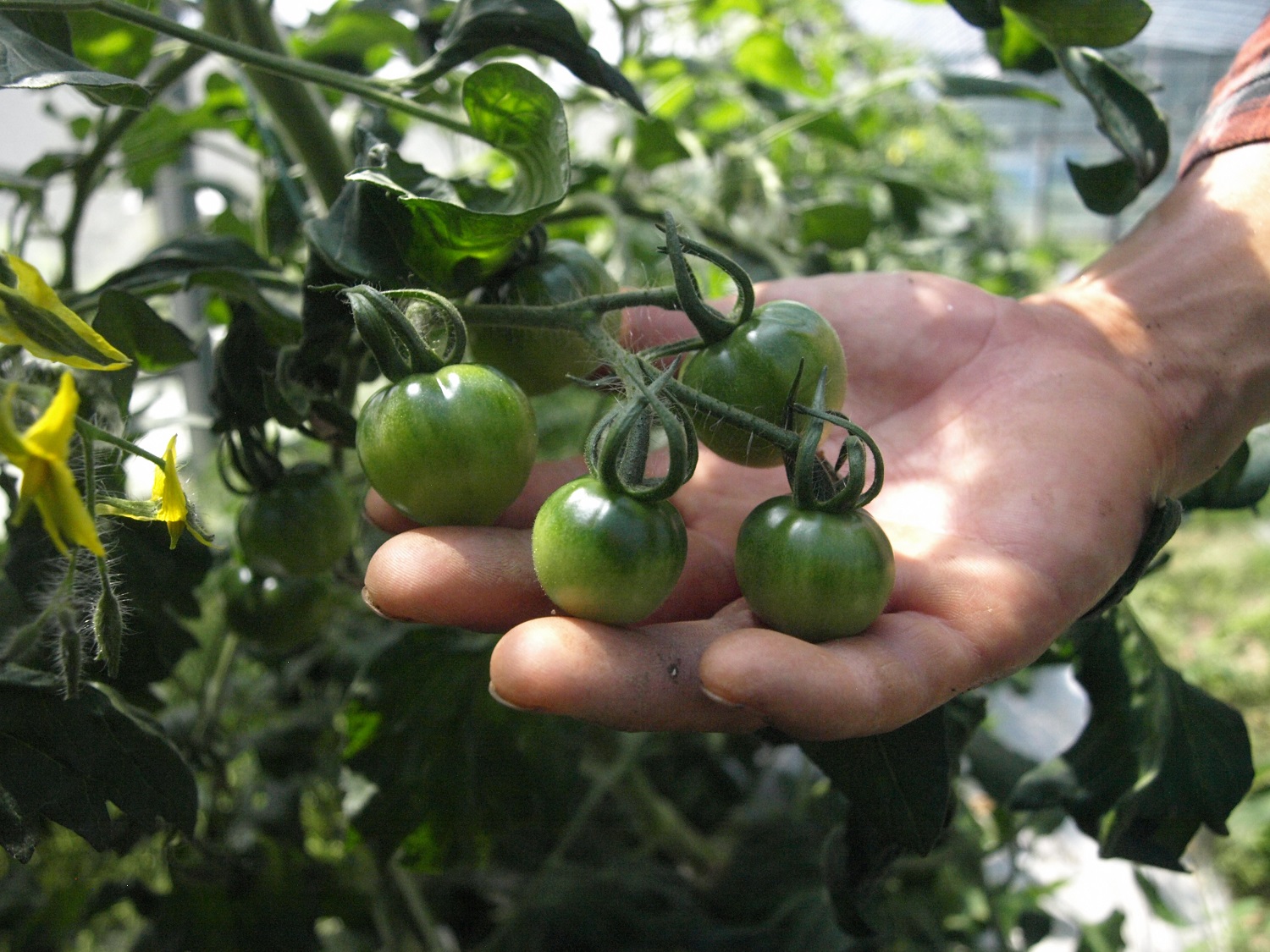 農薬化学肥料不使用 雲の上ガーデンのぴかぴか野菜セット【お試し便】季節にあわせて10品目前後をお届け【L001】季節 旬 詰め合わせ 採れたて 新鮮 産地直送 高知県産 冷蔵便