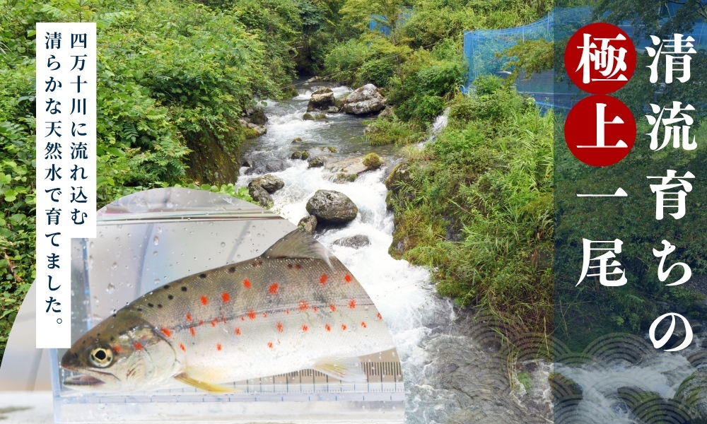 四万十川源流域の清流で育ったゆすはらアメゴ（９匹入り）　アメゴ アマゴ 四万十川 清流 手作業 急速冷凍 川魚 養殖 新鮮 塩焼き　ICT デジタル化