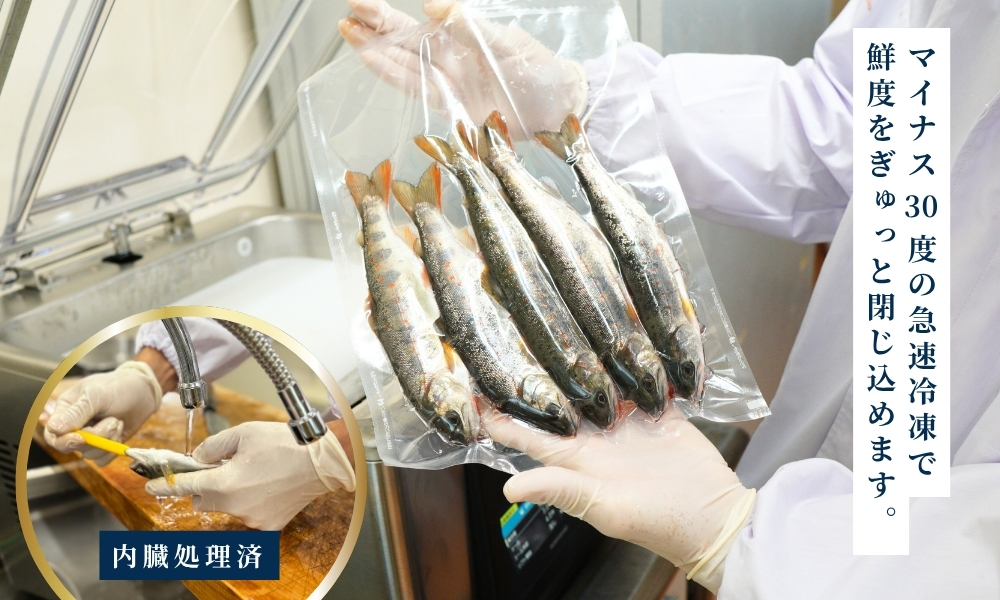 四万十川源流域の清流で育ったゆすはらアメゴ（９匹入り）　アメゴ アマゴ 四万十川 清流 手作業 急速冷凍 川魚 養殖 新鮮 塩焼き　ICT デジタル化