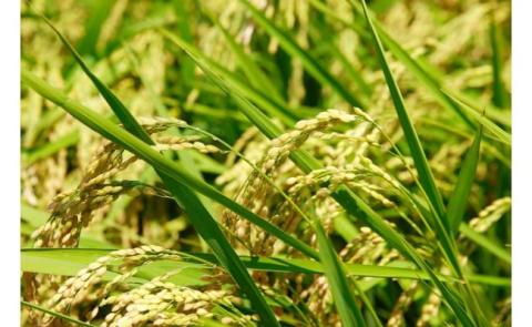 åäžå麊é
ïŒããŒã«ïŒçãçèã®è©ããŒã¹ãããã¶ããã¶ã«ã倧人æ°ïŒïŒAsz-B08