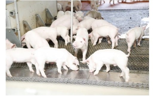 リピート率Ｎｏ1商品！ブランドポーク100％使用！旨味を瞬間冷凍パラパラミンチ1kg Adf-A07