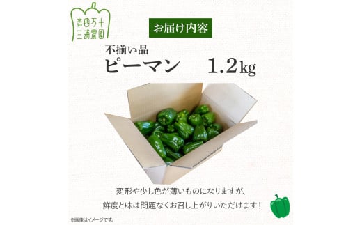 【予約受付】【不揃い品】肉厚ジューシー! 栽培期間中化学農薬・化学肥料不使用のえぐみ少ないピーマン1.2kg ／Fms-11 