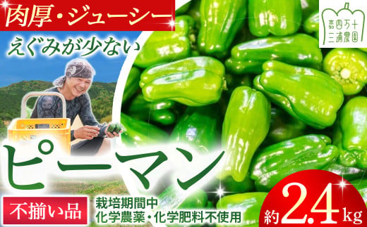 【予約受付】【不揃い品】肉厚ジューシー! 栽培期間中化学農薬・化学肥料不使用のえぐみ少ないピーマン2.4Kg ／Fms-12