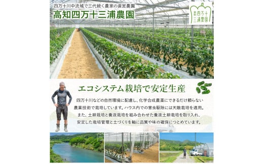 【予約受付】【期間限定】 ピーマン・トロなすセット 2kg（各1kg） 栽培期間中農薬・化学肥料不使用 ／Fms-17