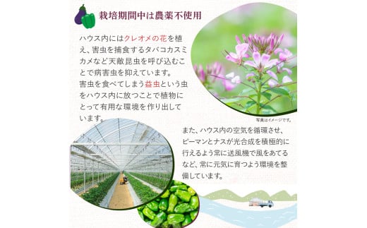 【予約受付】【期間限定】 ピーマン・トロなすセット 2kg（各1kg） 栽培期間中農薬・化学肥料不使用 ／Fms-17
