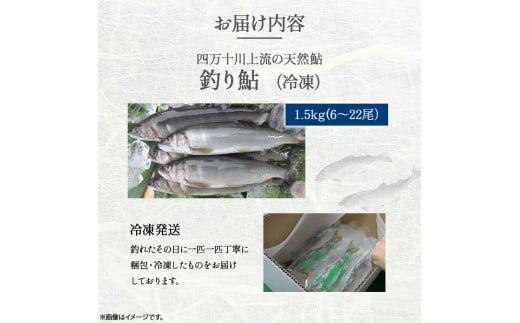 四万十川上流の天然鮎 釣り鮎1.5kg【冷凍 6～22尾】【着日指定不可】Esj-43k