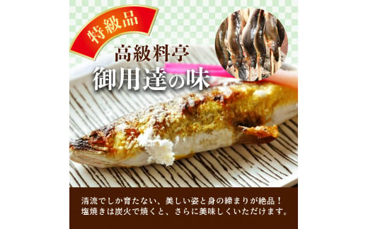 【祝！！生鮎解禁！】四万十川上流の天然釣り鮎 1.3kg【冷蔵６～22尾】【着日指定不可】／Esj-33k 　