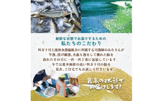 【祝！！生鮎解禁！】四万十川上流の天然釣り鮎 1.3kg【冷蔵６～22尾】【着日指定不可】／Esj-33k 　