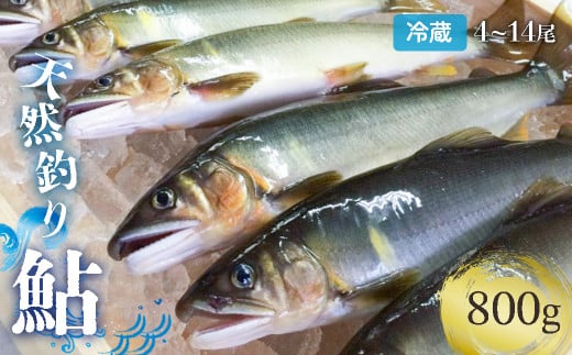 【祝！！生鮎解禁！】四万十川上流の天然釣り鮎 800g【冷蔵4～14尾】【着日指定不可】／Esj-31k 　