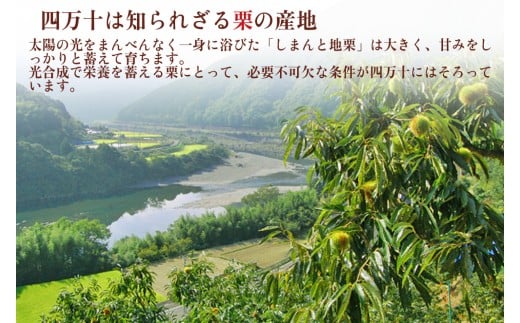 縲先眠譬励1mm讌オ邏ーシ√→繧阪¢繧九Δ繝ウ繝悶Λ繝ウ縲後@縺セ繧薙→繝励Ν繝溘お繝「繝ウ繝悶Λ繝ウ縲3蛟具シ讐dr-211