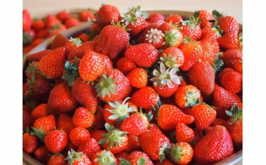 四万十ショコラシュトーレン2本（400g×2）　／Ikg-114