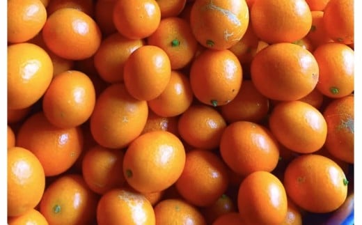 四万十ショコラシュトーレン2本（400g×2）　／Ikg-114