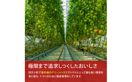 赤さがリコピン満載の証！四万十産トマト「深紅」4kg（1箱24～55玉）／Fbg-006