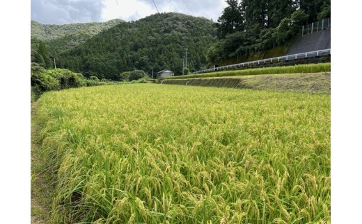 【有機玄米】希少な四万十の香る米 1升（1.5kg）セット 四万十INEKA（稲華香米） ／Fsg-05