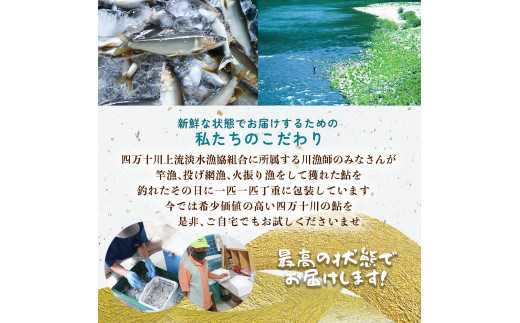  四万十川上流の天然鮎　冷凍　火振り漁鮎（4～12尾）【着日指定不可】Esj-11k