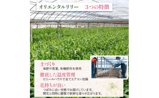 日頃の感謝を「花束」で、オリエンタルリリー【秀品3本】／Osy-01